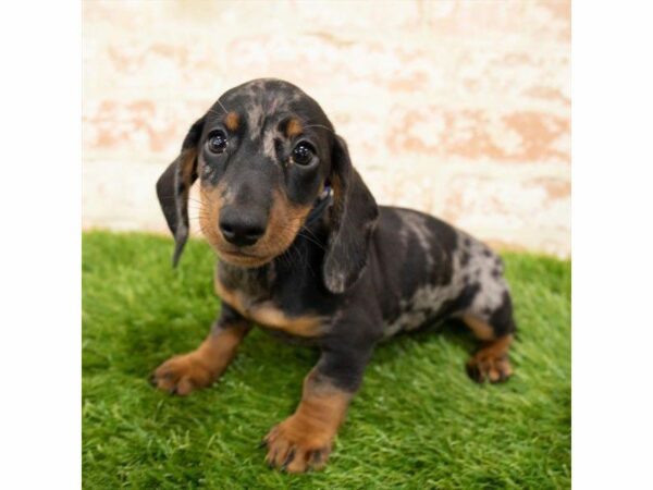 Dachshund-DOG-Male--25959-Petland Kennesaw, Georgia