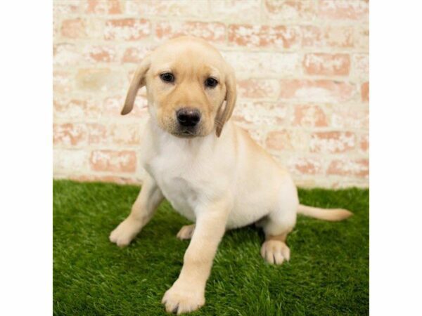 Labrador Retriever DOG Female Yellow 25955 Petland Kennesaw, Georgia