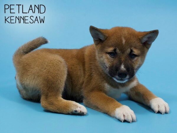 Shiba Inu DOG Male RED 25942 Petland Kennesaw, Georgia