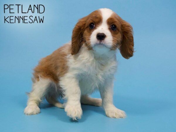 Cavalier King Charles Spaniel-DOG-Male-BLENHEIM-25941-Petland Kennesaw, Georgia