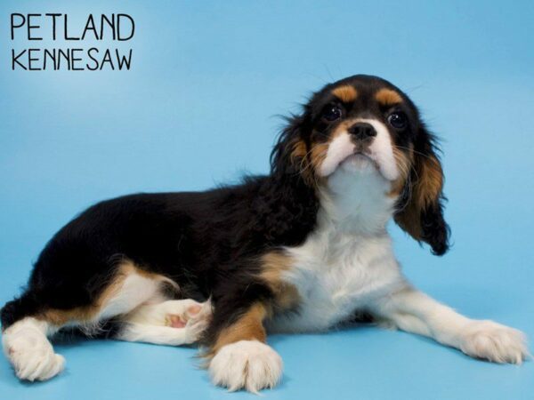 Cavalier King Charles Spaniel-DOG-Male-Tri-25940-Petland Kennesaw, Georgia