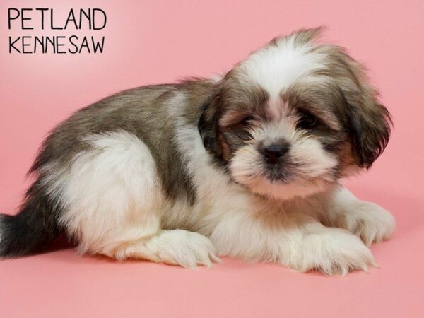 Shih Tzu DOG Female BRN WH 25935 Petland Kennesaw, Georgia