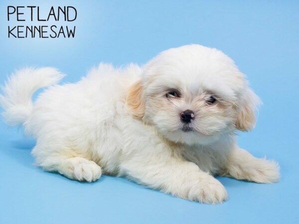 Shih Tzu DOG Male BRN WH 25930 Petland Kennesaw, Georgia