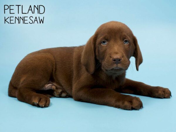 Labrador Retriever DOG Male Chocolate 25928 Petland Kennesaw, Georgia