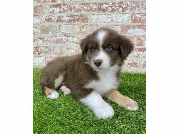 Australian Shepherd DOG Male Red 25980 Petland Kennesaw, Georgia