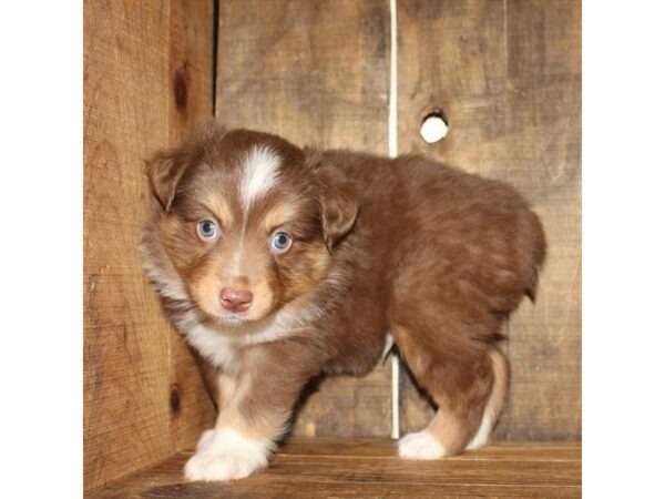 Miniature Australian Shepherd-DOG-Male-Red-25969-Petland Kennesaw, Georgia