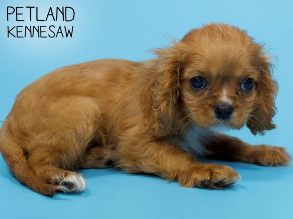 Cavalier King Charles Spaniel-DOG-Male-Ruby-25972-Petland Kennesaw, Georgia