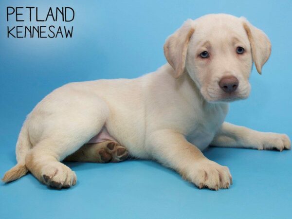 Labrador Retriever DOG Male Yellow 25968 Petland Kennesaw, Georgia