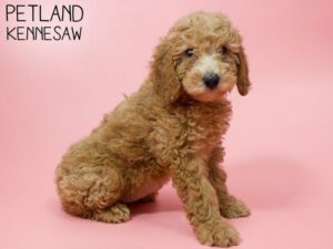 Miniature Goldendoodle-DOG-Female-Red-26003-Petland Kennesaw, Georgia
