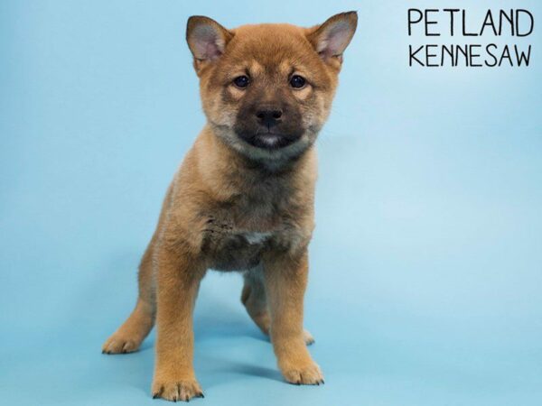 Shiba Inu-DOG-Male-RED-26000-Petland Kennesaw, Georgia