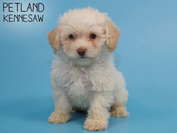 Bichonpoo-DOG-Male-CREAM WHITE-25994-Petland Kennesaw, Georgia