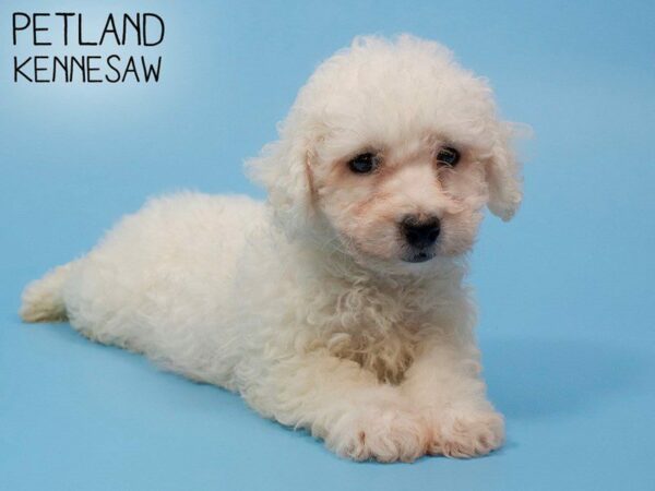 Bichon Frise DOG Male WHITE 25990 Petland Kennesaw, Georgia