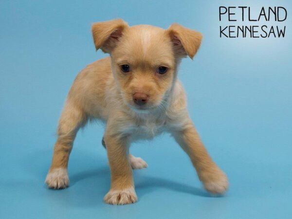 Yorkiepoo-DOG-Male-CREAM-25989-Petland Kennesaw, Georgia