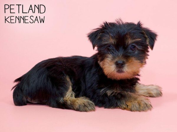 Yorkshire Terrier DOG Female Black Tan 26016 Petland Kennesaw, Georgia