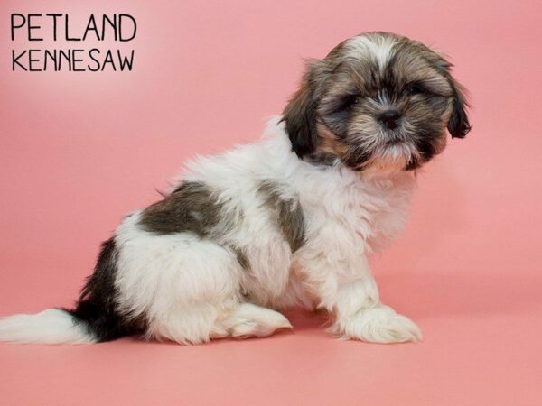 Shih Tzu DOG Female BROWN WH 26015 Petland Kennesaw, Georgia