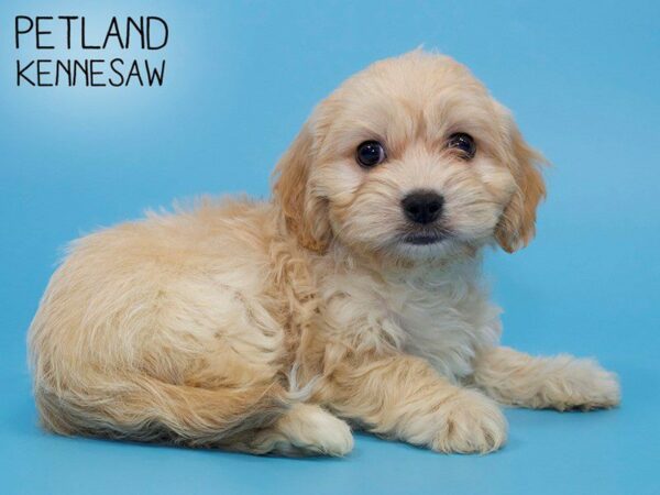 Cavachon DOG Male BLENHEIM 26013 Petland Kennesaw, Georgia