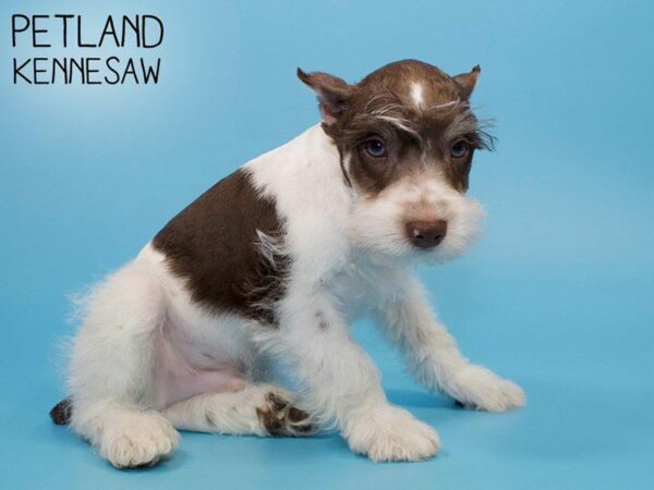 Miniature Schnauzer DOG Male LIVER WHITE 26011 Petland Kennesaw, Georgia