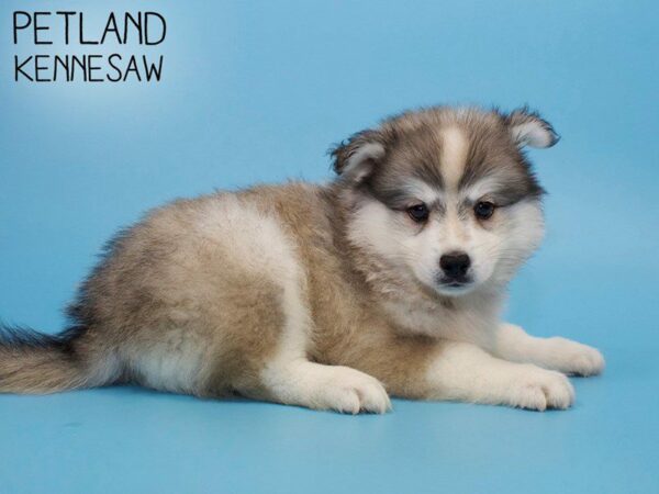 Huskimo DOG Male SILVER WH 26009 Petland Kennesaw, Georgia