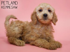 Miniature Goldendoodle-DOG-Female-Red-26047-Petland Kennesaw, Georgia