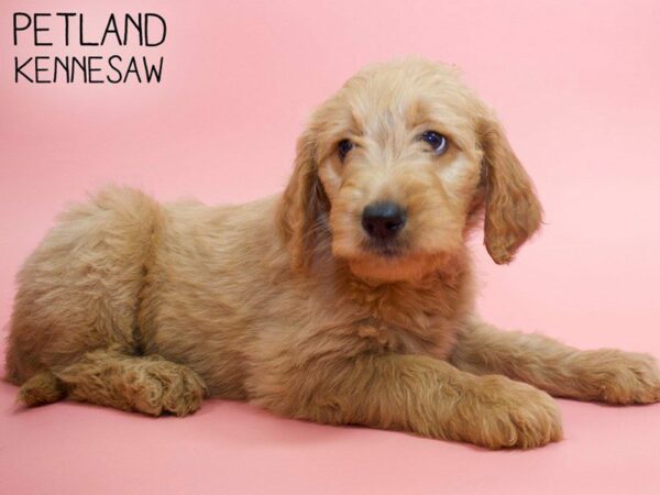 Goldendoodle-DOG-Female-Dark Red-26033-Petland Kennesaw, Georgia