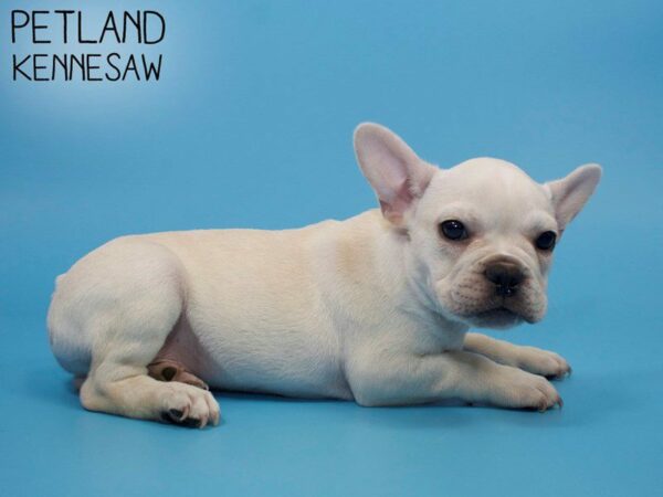 French Bulldog-DOG-Male-Cream-25975-Petland Kennesaw, Georgia