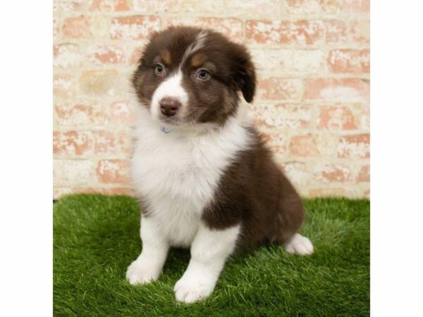 Australian Shepherd DOG Male Red 26070 Petland Kennesaw, Georgia