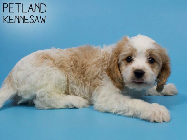 Cavachon DOG Male BLENHEIM 26061 Petland Kennesaw, Georgia