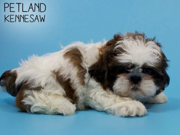 Shih Tzu DOG Male brown white 26056 Petland Kennesaw, Georgia