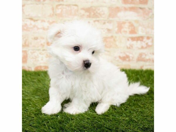 Maltese DOG Male White 26108 Petland Kennesaw, Georgia