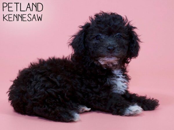 Bichonpoo-DOG-Female-Blk and White-26109-Petland Kennesaw, Georgia