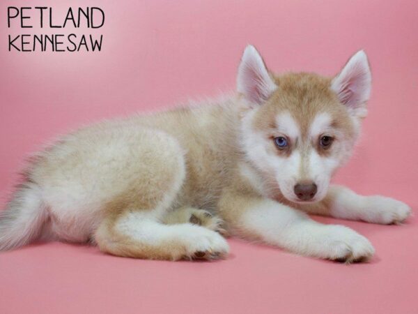 Pomsky 2nd Gen-DOG-Female-Red / White-26106-Petland Kennesaw, Georgia