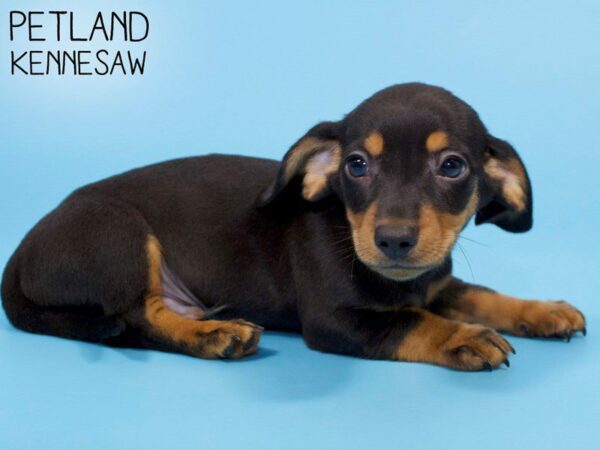 Dachshund-DOG-Male-Black / Tan-26104-Petland Kennesaw, Georgia