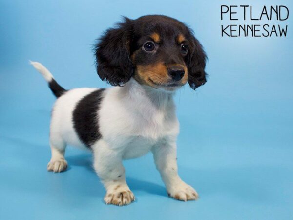 Dachshund DOG Male Black White and Tan 26094 Petland Kennesaw, Georgia