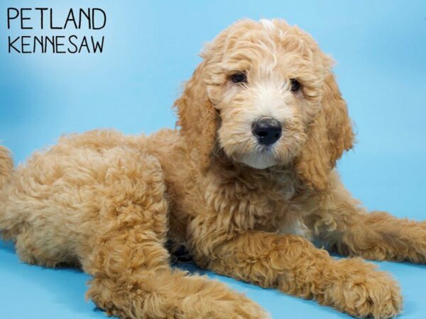 Goldendoodle DOG Male Cream 26051 Petland Kennesaw, Georgia