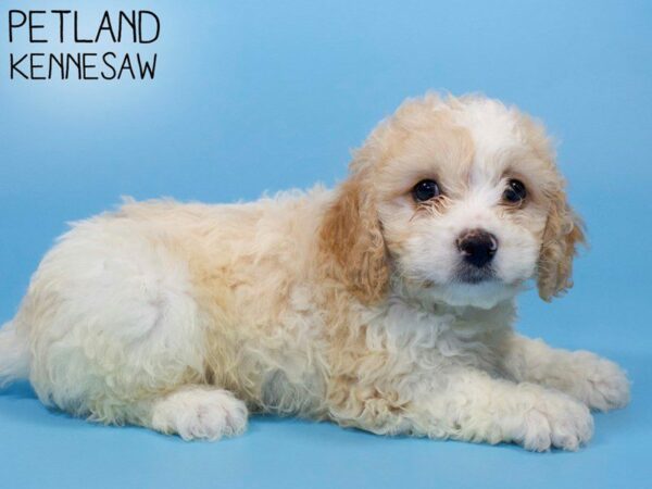 Cavachon DOG Male BLENHEIM 26128 Petland Kennesaw, Georgia