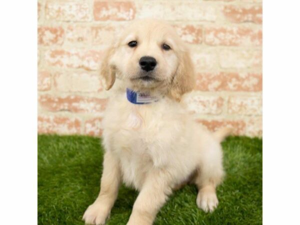 Golden Retriever DOG Male Golden 26143 Petland Kennesaw, Georgia