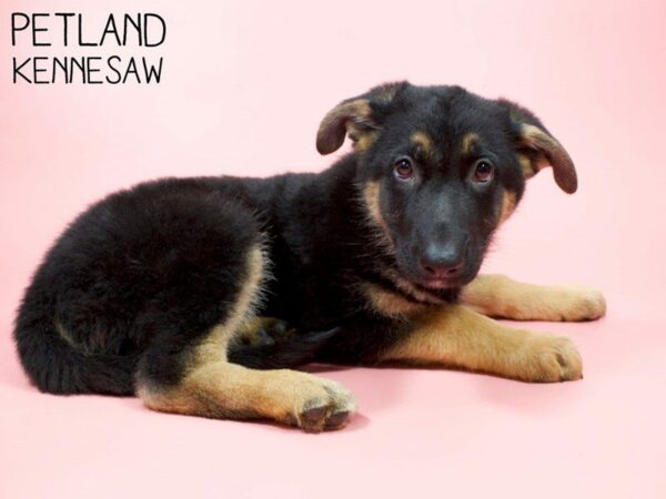 German Shepherd Dog-DOG-Female-Black / Tan-26148-Petland Kennesaw, Georgia