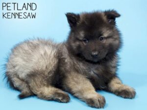 Keeshond-DOG-Male-Silver Sable-26146-Petland Kennesaw, Georgia
