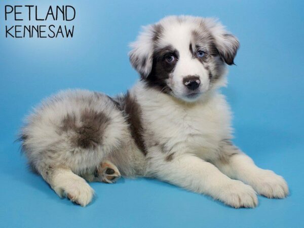 Australian Shepherd DOG Male Blue Merle 26139 Petland Kennesaw, Georgia