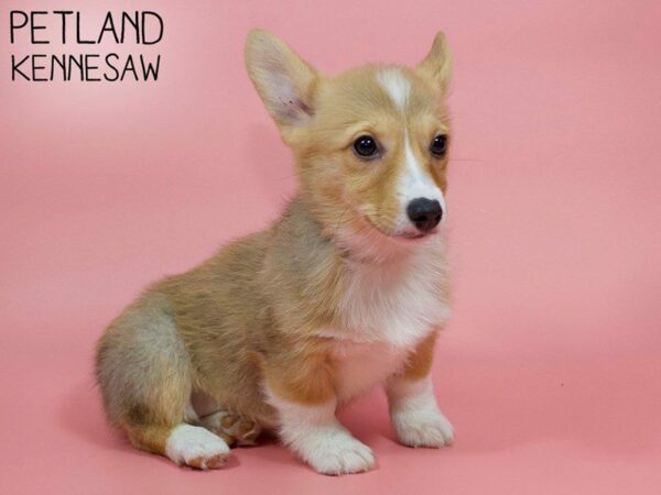 Pembroke Welsh Corgi DOG Female Red Sable 26162 Petland Kennesaw, Georgia