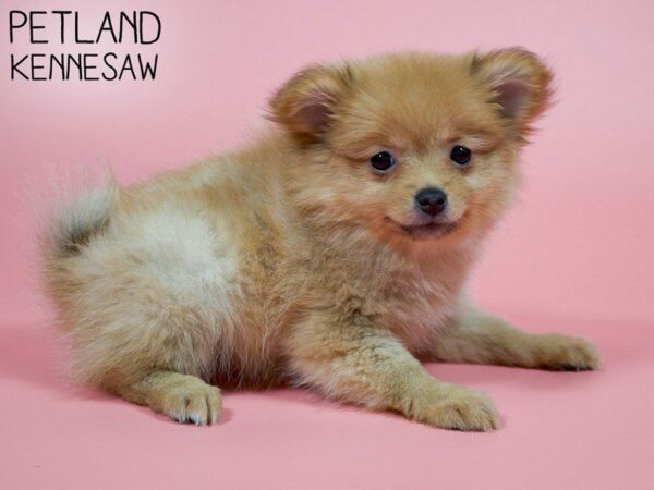 Pomeranian-DOG-Female-Orange-26187-Petland Kennesaw, Georgia