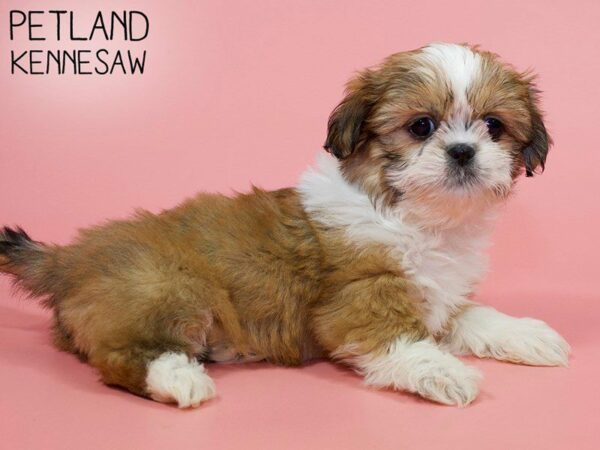 Shih Tzu DOG Female Gold 26183 Petland Kennesaw, Georgia