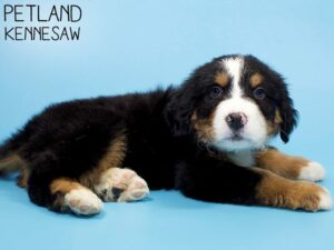 Bernese Mountain Dog-DOG-Male-Tri-Colored-26180-Petland Kennesaw, Georgia