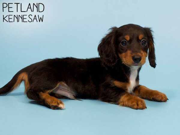 Dachshund DOG Male Black / Tan 26178 Petland Kennesaw, Georgia