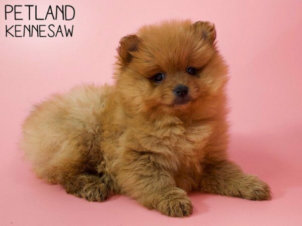 Pomeranian-DOG-Female-Orange-26248-Petland Kennesaw, Georgia