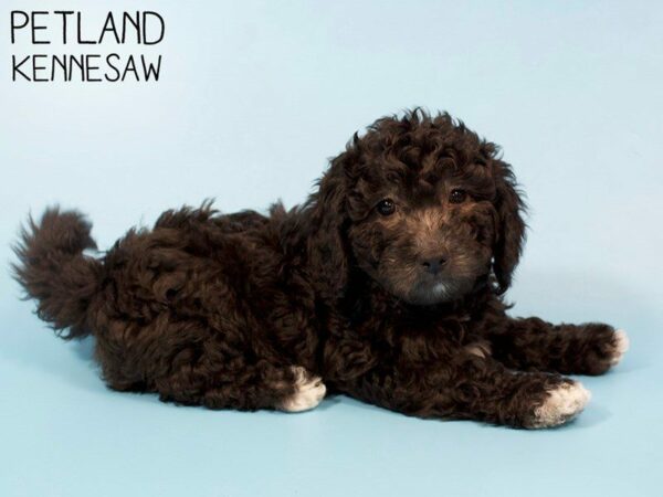 Bichonpoo-DOG-Male-BLACK WHITE-26240-Petland Kennesaw, Georgia