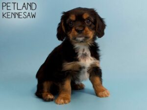 Yorkalier-DOG-Male-BLK TAN-26239-Petland Kennesaw, Georgia