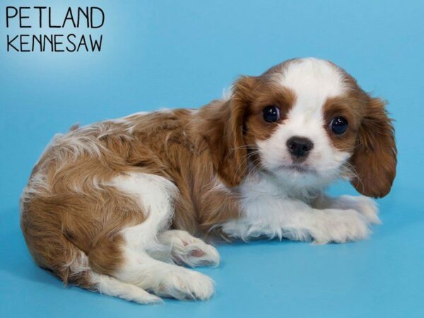 Cavalier King Charles Spaniel-DOG-Male-BLENHEIM-26264-Petland Kennesaw, Georgia