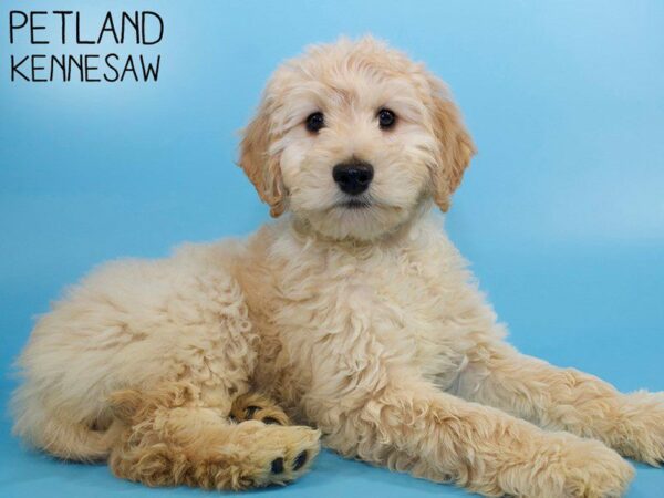 Goldendoodle DOG Male Golden 26290 Petland Kennesaw, Georgia