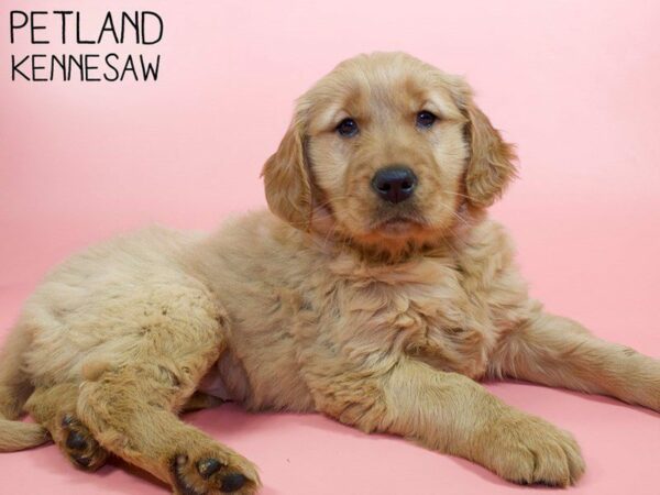 Golden Retriever DOG Female Golden 26280 Petland Kennesaw, Georgia